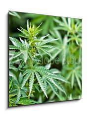 Obraz 1D - 50 x 50 cm F_F44012668 - marijuana