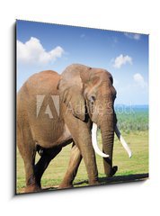 Obraz 1D - 50 x 50 cm F_F44048170 - Elephant with large tusks - Slon s velkmi kly