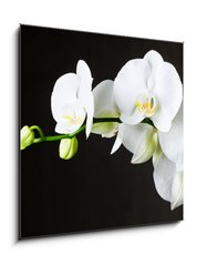 Obraz 1D - 50 x 50 cm F_F44550802 - Close-up of white orchids (phalaenopsis) against dark background