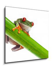 Sklenn obraz 1D - 50 x 50 cm F_F45097873 - Green Frog with red eye. - Zelen ba s ervenm okem.
