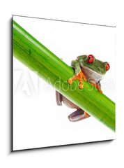 Sklenn obraz 1D - 50 x 50 cm F_F45099482 - Green Frog with red eye. - Zelen ba s ervenm okem.