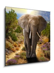 Obraz 1D - 50 x 50 cm F_F45496510 - Elephant walking on the road at sunset