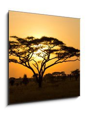 Obraz 1D - 50 x 50 cm F_F45762183 - Rising Sun shinning through an Acacia Tree in Serengeti - Stoupající slunce se prolíná stromem akácie v Serengeti