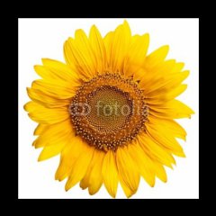 Skleněný obraz 1D - 50 x 50 cm F_F4578093 - Sunflower