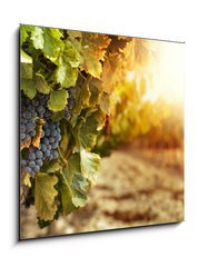 Sklenn obraz 1D - 50 x 50 cm F_F45924022 - Vineyards at sunset - Vinice pi zpadu slunce