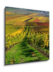 Obraz   Vineyards in autumn colours. The Rhine valley, Germany, 50 x 50 cm