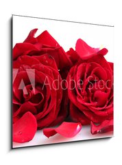 Obraz 1D - 50 x 50 cm F_F46400536 - beautiful red roses and petals isolated on white