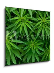 Obraz 1D - 50 x 50 cm F_F46939324 - Marijuana - Marihuana