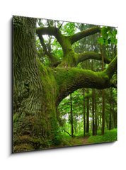 Obraz 1D - 50 x 50 cm F_F4757840 - Mighty oak. - Mocný dub.