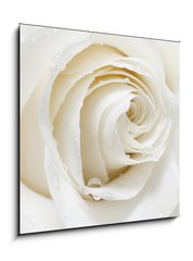 Sklenn obraz 1D - 50 x 50 cm F_F48880652 - white rose