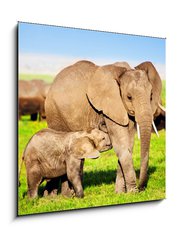 Obraz 1D - 50 x 50 cm F_F49494592 - Elephants family on savanna. Safari in Amboseli, Kenya, Africa - Rodina slonů na savaně. Safari v Amboseli, Keňa, Afrika