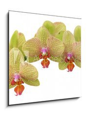 Sklenn obraz 1D - 50 x 50 cm F_F4976383 - bunch of yellow orchid flowers