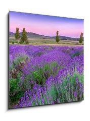 Sklenn obraz 1D - 50 x 50 cm F_F49777064 - Sunset over a summer lavender field in Tihany, Hungary - Zpad slunce nad letn levandule pole v Tihany, Maarsko