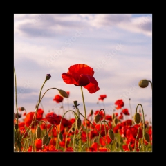 Obraz 1D - 50 x 50 cm F_F499070572 - Anzac Day memorial poppies. Field of red poppy flowers to honour fallen veterans soldiers in battle of Anzac armistice day. Wildflowers blooming poppy field landscape. Meadow with flowers.