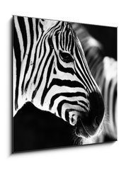 Sklenn obraz 1D - 50 x 50 cm F_F50298303 - monochrome photo  - detail head zebra in ZOO - monochromatick fotografie