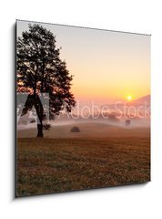 Obraz   Alone tree on meadow at sunset with sun and mist  panorama, 50 x 50 cm