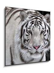 Obraz 1D - 50 x 50 cm F_F51332281 - Glance of a passing by white bengal tiger - Pohled na prchod blm benglskm tygrem