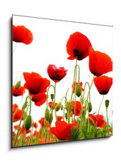 Obraz 1D - 50 x 50 cm F_F51629821 - coquelicots sur fond blanc