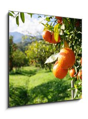 Obraz 1D - 50 x 50 cm F_F51744816 - Orange tree - Pomeranovnk