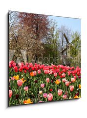Obraz 1D - 50 x 50 cm F_F52173694 - Holland windmills and tulips