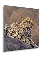 Obraz 1D - 50 x 50 cm F_F5242992 - Africa-Leopard