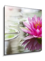 Obraz   Pink lotus, 50 x 50 cm