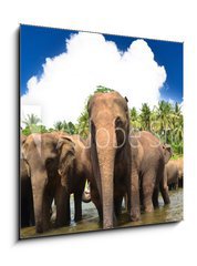 Obraz 1D - 50 x 50 cm F_F53076772 - Elephant group in the river