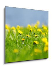 Obraz 1D - 50 x 50 cm F_F53166656 - Yellow dandelions