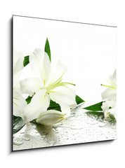 Obraz   Beautiful lily, isolated on white, 50 x 50 cm