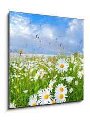 Obraz 1D - 50 x 50 cm F_F54073835 - many chamomile flowers over blue sky