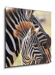 Obraz 1D - 50 x 50 cm F_F54195512 - Baby zebra with mother