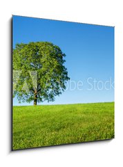 Obraz 1D - 50 x 50 cm F_F54481754 - Green tree and blue sky - Zelený strom a modrá obloha
