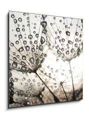 Obraz   Dandelion seeds with dew drops, 50 x 50 cm