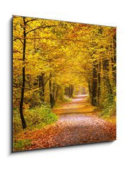 Obraz   Autumn forest, 50 x 50 cm