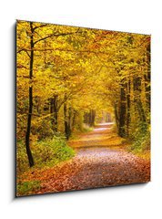 Sklenn obraz 1D - 50 x 50 cm F_F55873204 - Autumn forest