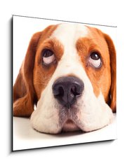 Sklenn obraz 1D - 50 x 50 cm F_F57528839 - beagle head isolated on white