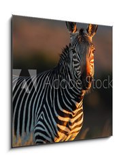 Obraz   Cape Mountain Zebra portrait, 50 x 50 cm