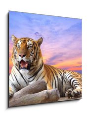 Sklenn obraz 1D - 50 x 50 cm F_F57972790 - Tiger looking something on the rock with beautiful sky at sunset