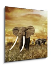 Obraz   Elephants At Sunset, 50 x 50 cm