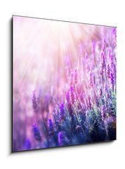 Obraz 1D - 50 x 50 cm F_F58716262 - Lavender Flowers Field. Growing and Blooming Lavender - Lavender Flowers Field. Pěstování a kvetoucí levandule
