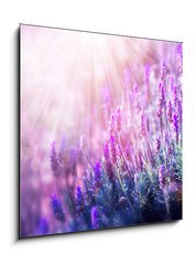 Obraz   Lavender Flowers Field. Growing and Blooming Lavender, 50 x 50 cm