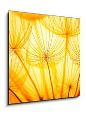 Obraz   Dandelion, 50 x 50 cm
