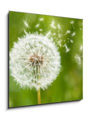 Obraz 1D - 50 x 50 cm F_F60211614 - dandelion with flying seeds - pampeliška s létajícími semeny