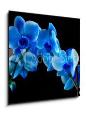 Obraz   Blue sapphire orchid, 50 x 50 cm