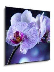 Obraz 1D - 50 x 50 cm F_F60355807 - Beautiful orchids