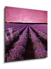 Obraz 1D - 50 x 50 cm F_F61156891 - Stunning lavender field landscape at sunset