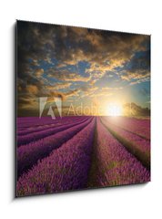 Obraz 1D - 50 x 50 cm F_F61346445 - Vibrant Summer sunset over lavender field landscape