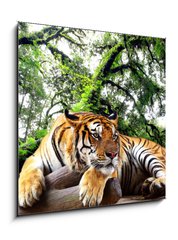 Obraz 1D - 50 x 50 cm F_F61968911 - Tiger looking something on the rock in tropical evergreen forest - Tygr hledá něco na skále v tropickém stálezeleném lese