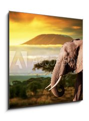 Obraz 1D - 50 x 50 cm F_F62334614 - Elephant on savanna. Mount Kilimanjaro at sunset. Safari - Slon na savaně. Mount Kilimanjaro při západu slunce. Safari