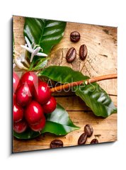Obraz 1D - 50 x 50 cm F_F62633305 - Coffee Plant. Red coffee beans on a branch of coffee tree - Kávovar. Červená kávová zrna na větvi kávy